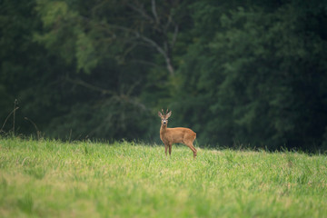 European roe deer, capreolus capreolus, on the meadow. Deer looking for a doe. Deer during the rutting time. European nature.