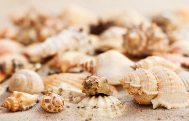 Seashells on the sand, summer beach tropical background travel concept with copy space for text