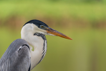 Close em Gar&ccedil;a moura