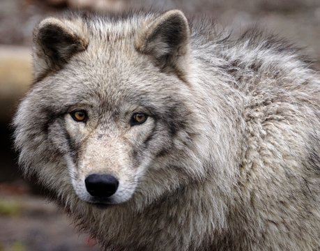 Close up portrait full frame of a grey wolf
