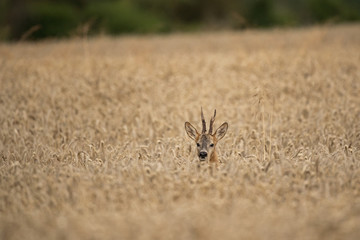 uropean roe deer, capreolus capreolus, in the field. Deer looking for a doe. Deer during the rutting time. European nature.