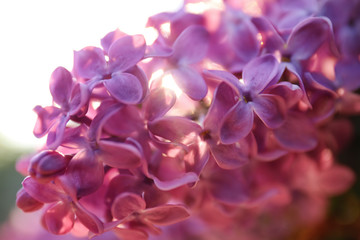Fototapeta premium Closeup view of beautiful blooming lilac shrub outdoors