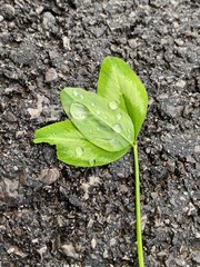 green sprout on the ground