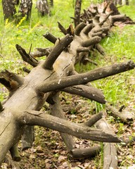 fallen dried tree in the forest