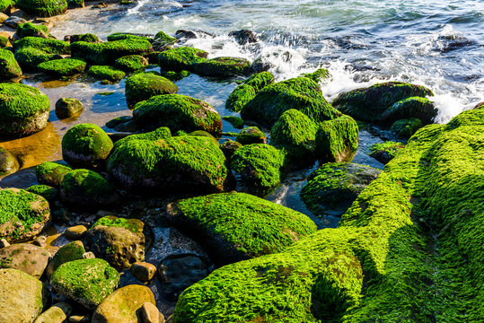 Coastal reef with algae in New Taipei, Taiwan