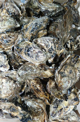 huîtres 