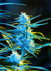 Ripe cannabis plant - Northern Light. Hemp illuminated by psychedelic color light for hallucination...