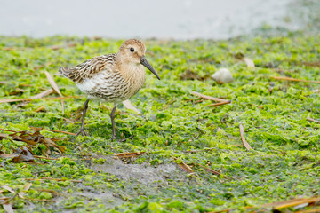 Dunlin, Calidris alpina, bird looking for breath in the mud, Vigo, Spain