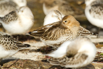  Correlimos común o playero común (Calidris alpina), descansando sobre junto otras aves.
