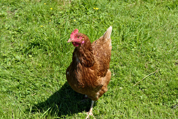 Closeup brown free range hen standing outdoors in green grass on a sunny day
