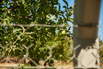 Apple tree with ripe apples behind barbed wires.