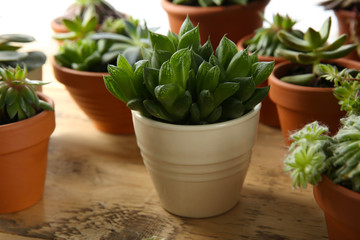 Beautiful potted echeveria on table. Succulent plant