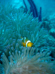 Naklejka na ściany i meble False clown fish in a sea anemone