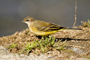 Western yellow wagtail , Motacilla flava, small bird, Spain