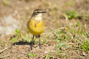 Western yellow wagtail (Motacilla flava), small bird, Spain
