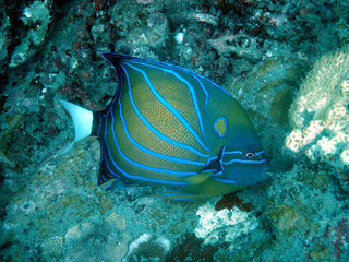 Fototapeta na wymiar Close up underwater image of a Blue-ringed angelfish