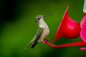 Obraz na płótnie Canvas Hummingbird Feeder