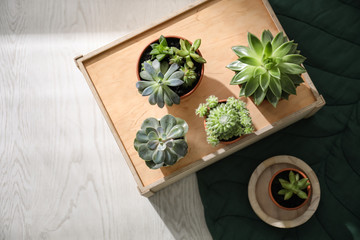 Flat lay composition with beautiful echeverias on wooden background. Succulent plants