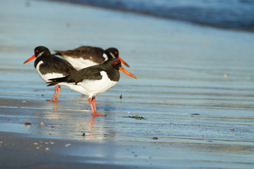Ostrero euroasiático (Haematopus ostralegus), descansando sobre la arena con la marea baja en la playa.