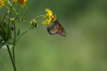 Monarch Butterfly on a Yellow Flower 2020 II
