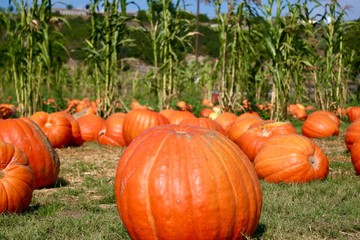 Big orange pumpkin in pumpkin patch with corn field background Halloween Thanksgiving in October and November