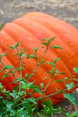 Big orange pumpkin  in pumpkin patch Halloween Thanksgiving in October and November