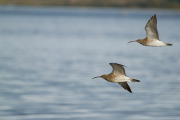 Zarapito trinador (Numenius phaeopus), volando sobre el nivel del mar.
