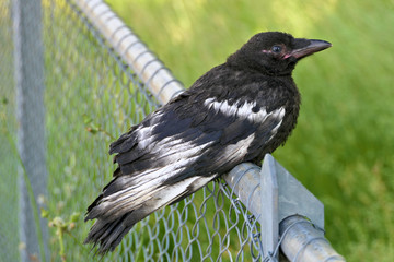 Closeup adorable young crow, raven or rook with black white plumage on a fence and green grass in the background