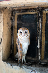 Closeup Of Common Bran Owl sitting on a window.