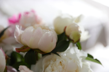 Beautiful blooming peonies against blurred background, closeup