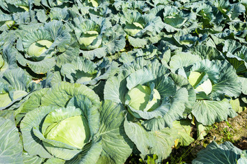 Close-up fresh cabbage growing of the field in Taiwan