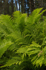 Beautiful ferns leaves green foliage nature. Floral fern background. Ferns leaves green foliage. Tropical leaf. Exotic forest plant. Botany concept. Ferns jungles. Vibrant ferns close up.