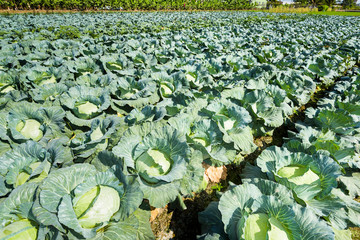 Fototapeta premium Close-up fresh cabbage growing of the field in Taiwan