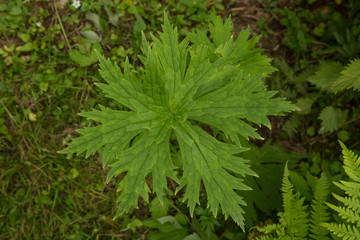 Aconitum septentrionale with rain droplets on a natural green blurred background