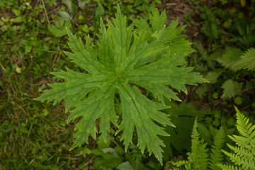 Aconitum septentrionale with rain droplets on a natural green blurred background