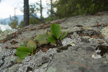 Bergenia Badan leaves grow on stony soil