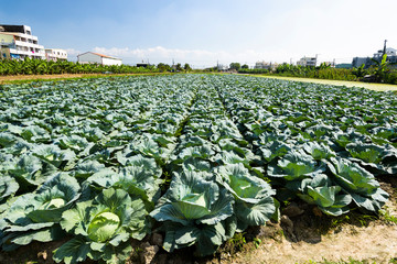 Fresh cabbage growing of the field