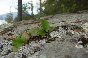 Bergenia Badan leaves grow on stony soil