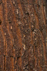 Texture shot of brown tree bark, filling the frame