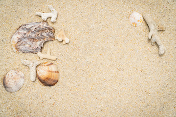 shell on the sand