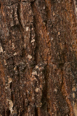 Texture shot of brown tree bark, filling the frame