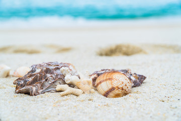 seashell on the beach