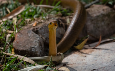 Rat snake in natural jungle looking out from their dom