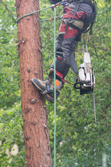 Naklejka premium wood worker on a tree cutting wood with a chainsaw
