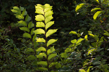 green fern leaves