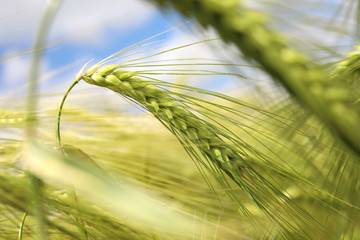 Closeup view of agricultural field with ripening cereal crop