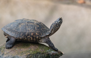 Tortoises (Testudinidae) are reptile species of the family Testudinidae of the order Testudines. They are particularly distinguished from other turtles by being land-dwelling.