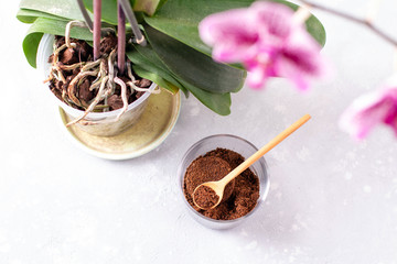 Coffee residue is applied to the tree and is a natural fertilizer