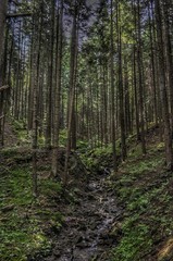 Strumyk płynący przez górski las