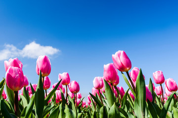 Beautiful tulips flower with the blue sky background